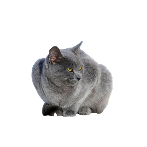Related cat image: A Serene Gray Cat Rests Against A Textured Wall, Capturing A Peaceful Moment In Tunisia. 12663